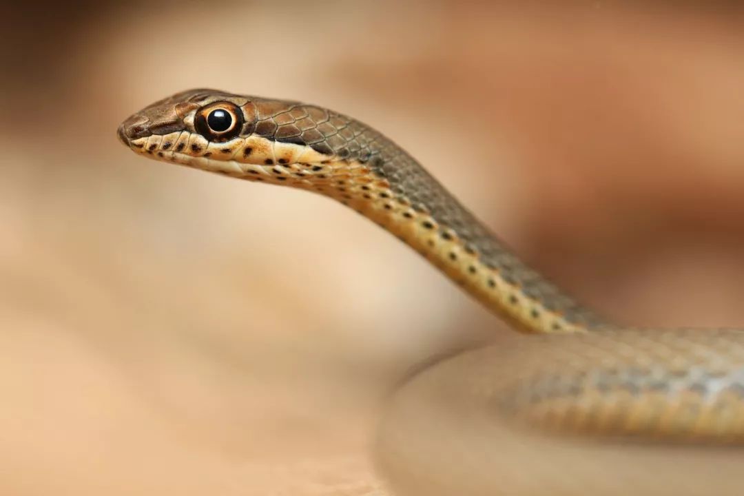 花条蛇属某种和它所在的大环境↓指壁虎 saurodactylus brosseti