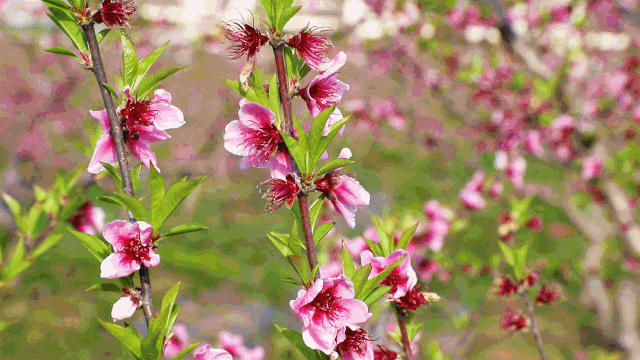 云游遂宁⑥安居区永正桃花基地感受春天里的桃花源记