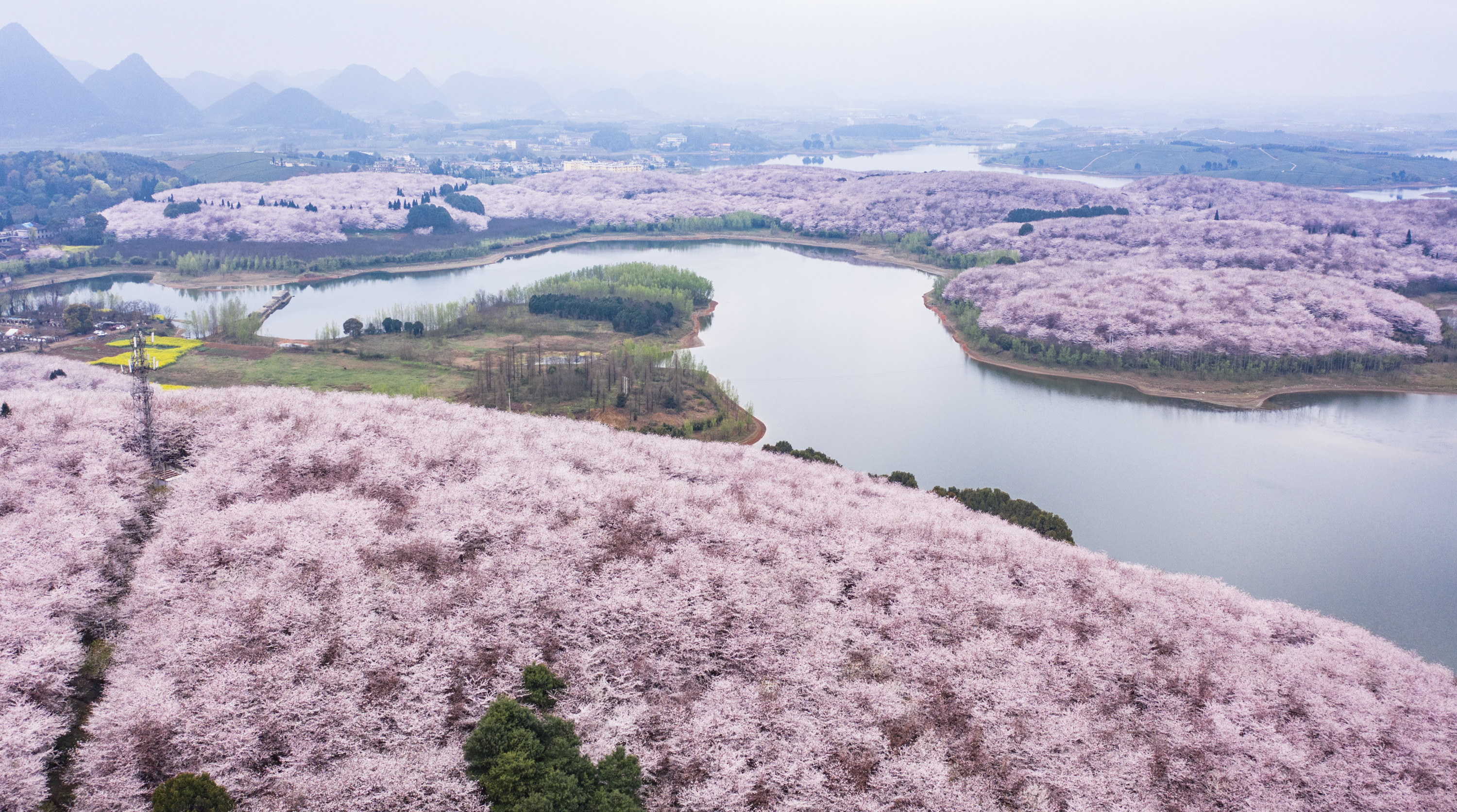 广西北流梧村樱花图片