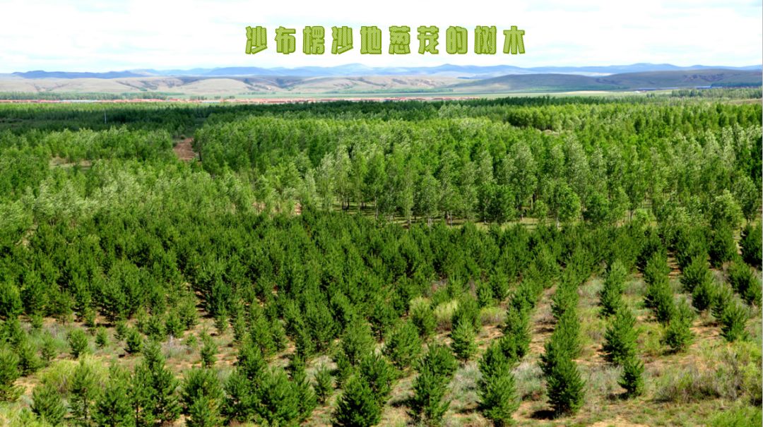 国槐树的种植和管理方法
