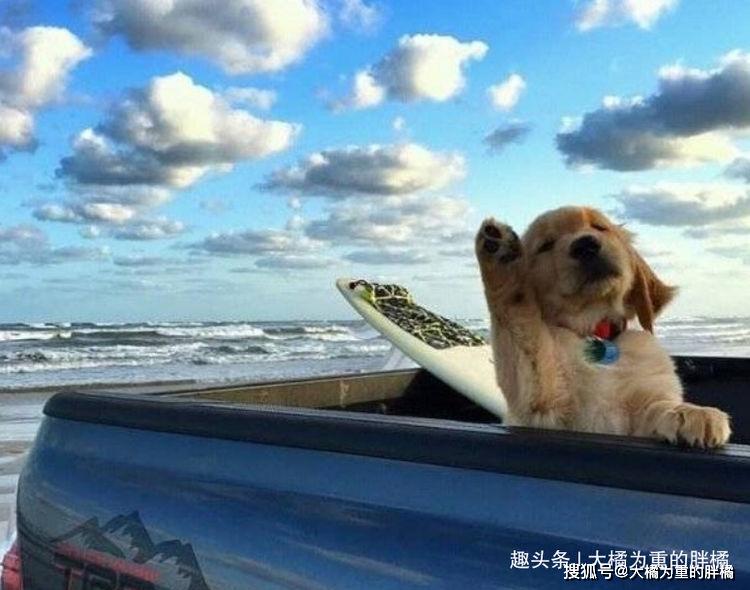 原创啊蓝天白云大海这才是我要的生活9张动物趣图让你笑不停