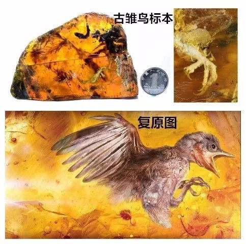 今天为止琥珀中发现最小的恐龙
