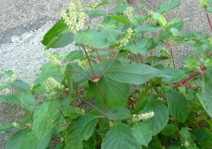 这种野草叫牛膝对于腰膝酸痛有帮助遇见记得采摘一点