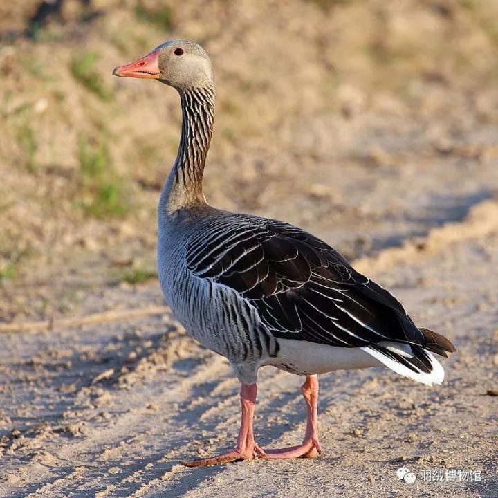 我们普遍认为中国家鹅来自于鸿雁鹅种(anser cygnoides),欧洲家鹅则