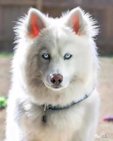 "你才是萨摩耶,劳资是哈士奇"估计这货是拿智商换的颜值吧.