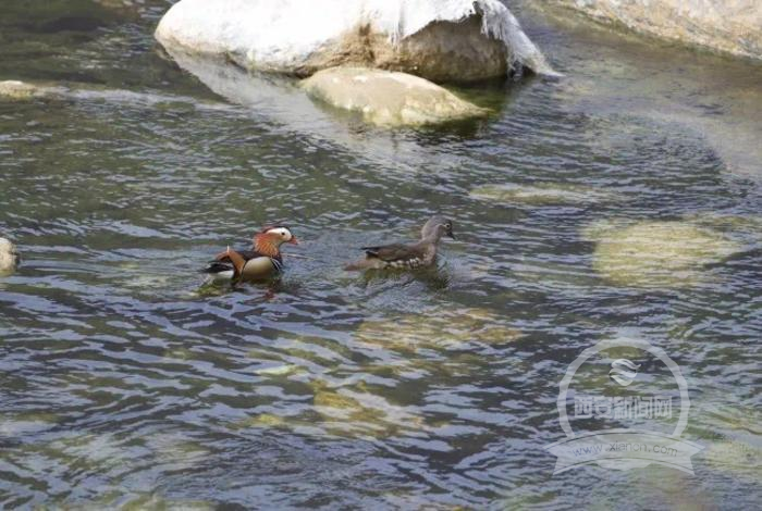 水清岸绿 野生鸳鸯频频"约会"佛坪椒溪河_胡毅