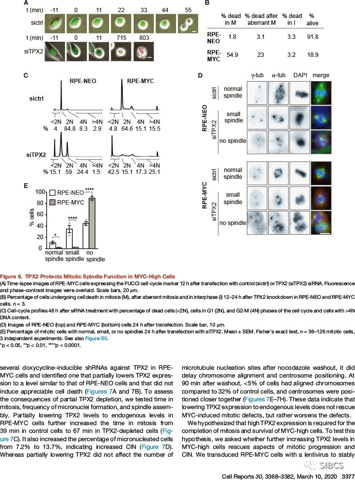 美国科学家发现三阴性乳腺癌易感基因
