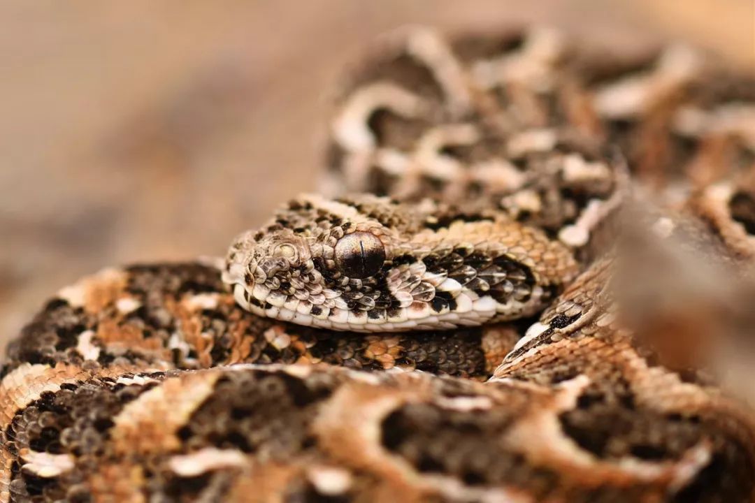 剧毒的鼓腹咝蝰↓而绝大部分的环境是这样荒草丛生的↓有一处小水塘