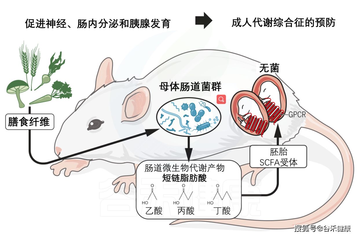 研究进一步表明,怀孕小鼠的肠道微生物群影响后代的免疫和大脑功能