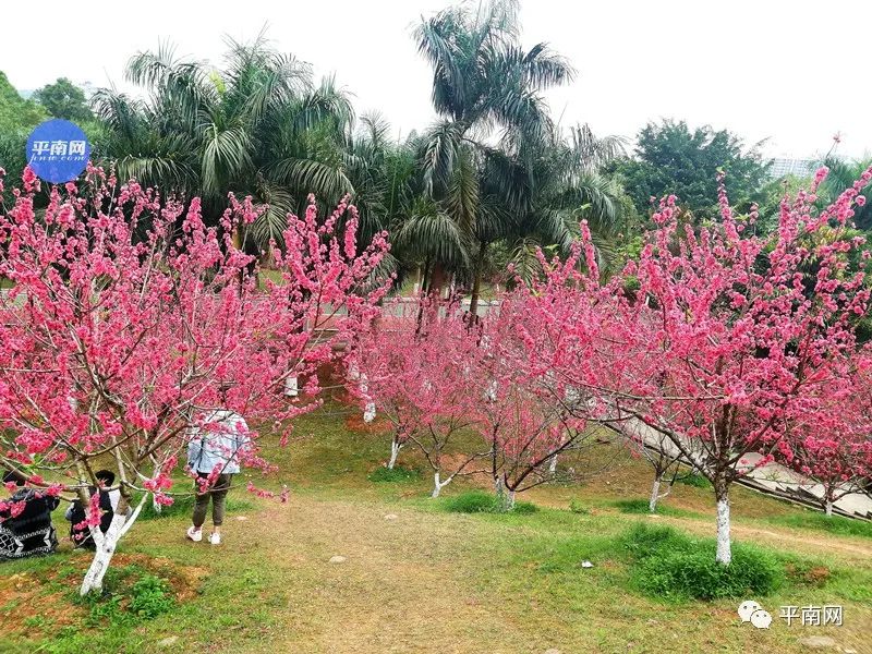 春風十里不如一樹桃花開平南生態公園滿山桃花醉人眼