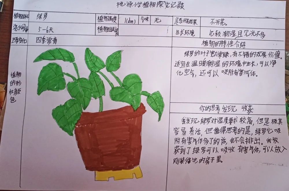 人人争当爱绿护绿小卫士队员们化身植物养护小达人,用心呵护身边的每