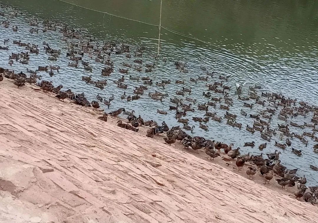 怀集飞鸭吃玉米大/会飞,原价70元/只,自提49,送货55元!_养殖