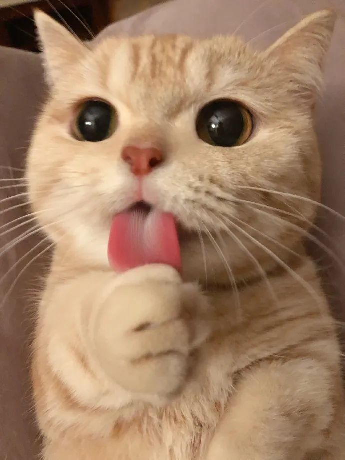 ȫСèҲ㻹֪!