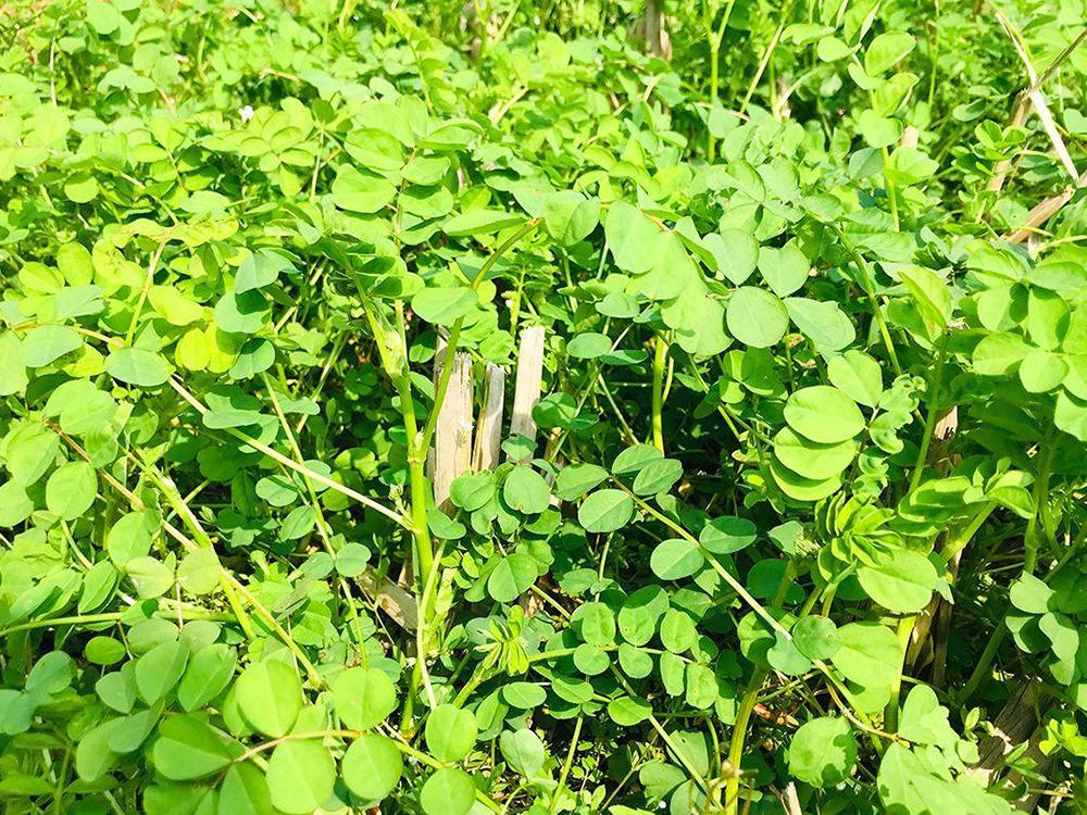 常作为饲料喂猪,殊不知嫩苗是美味野菜,春季吃正好,过错太可惜_紫云英