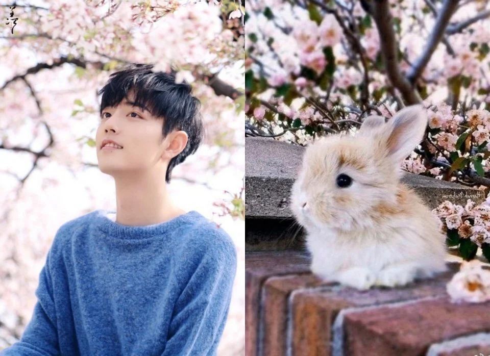 有种可爱叫肖战和兔子比呆萌粉丝立马收藏为表情包