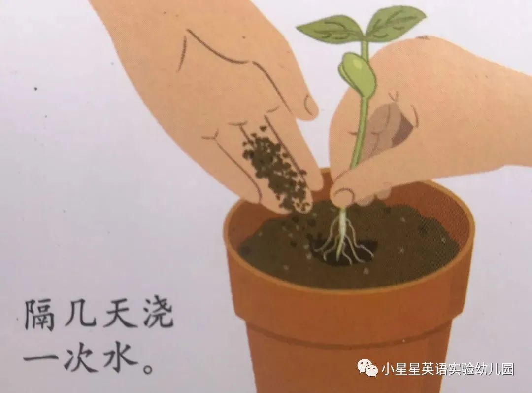 桃子老师已经完成了以上的种植,从泡豆豆开始,又