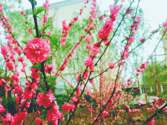 不久后,桃树,杏树,梨树,你不让我,我不让你,都会赶趟开满花儿.