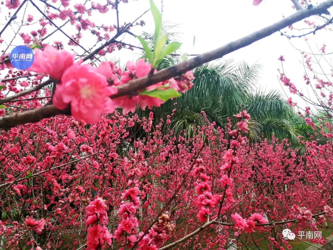 春风十里不如一树桃花开平南生态公园满山桃花醉人眼