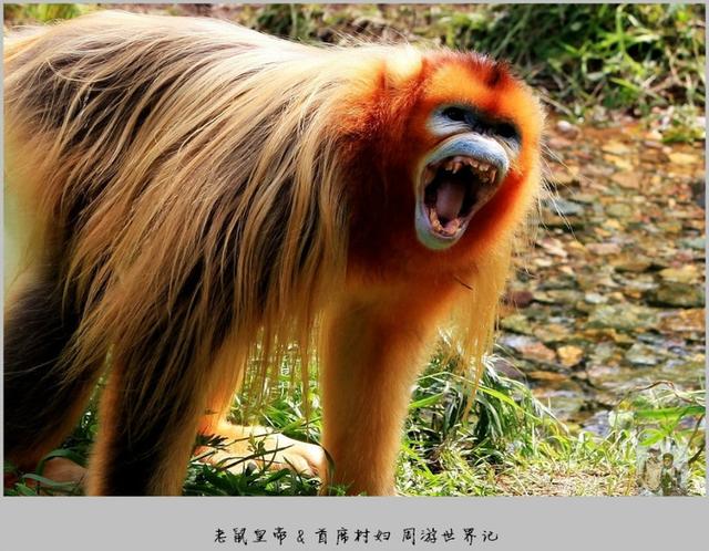 原创湖北神农架看国宝金丝猴猴王怒吼霸气吓人难得一见人猴共舞