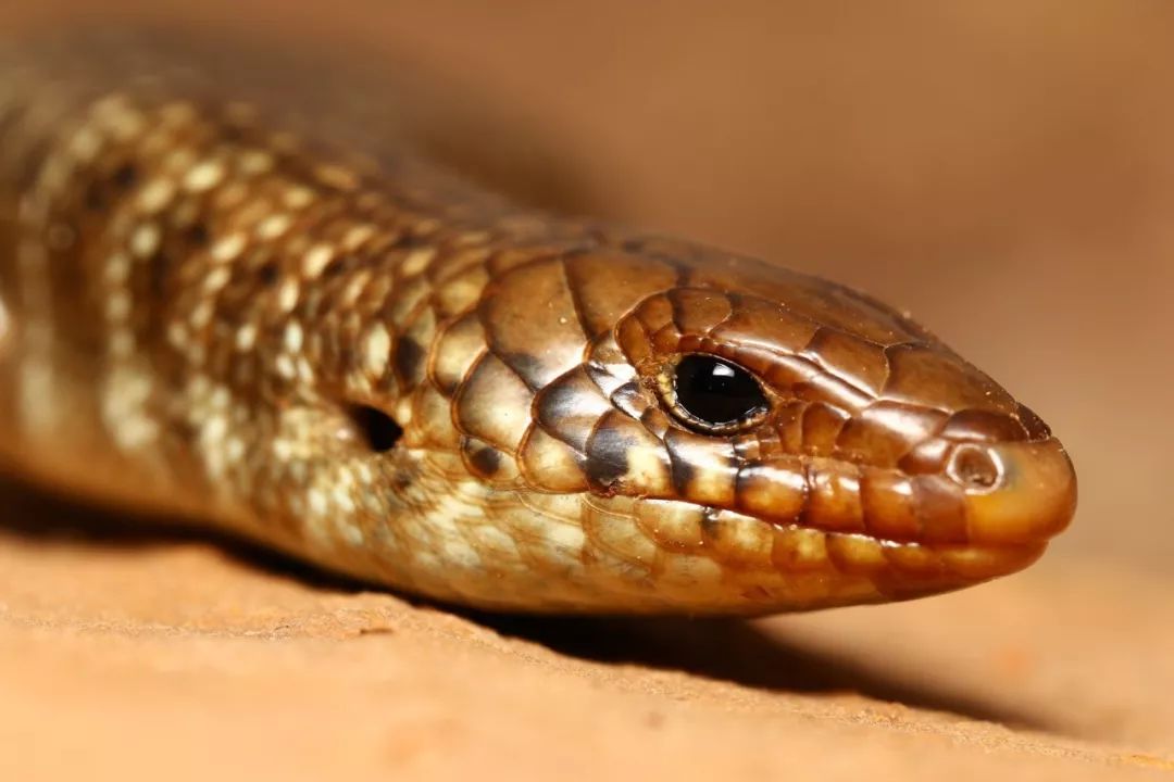 沙地平原蛇图片