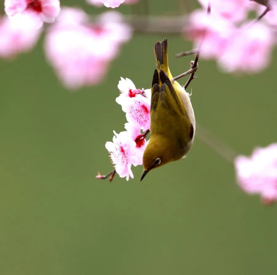 减字木兰花·莺初解语图片