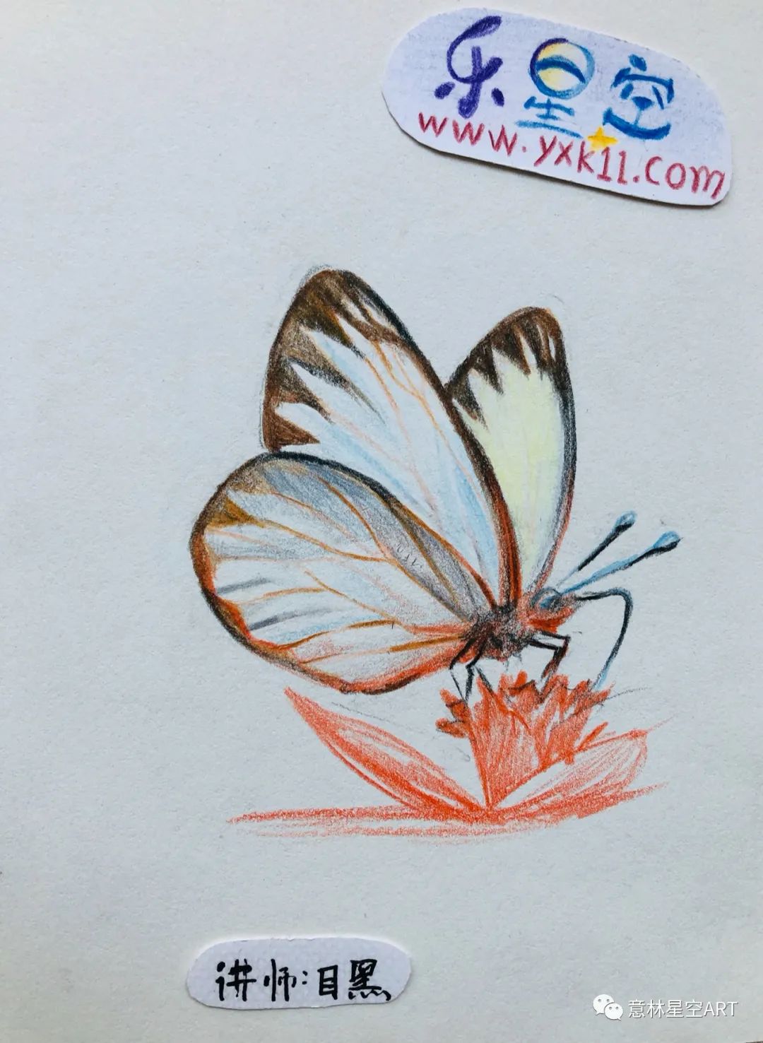 文艺风彩铅直播课免费教画昆虫记