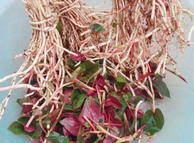 原创南方广大乡土地区兴起野菜饕餮盛宴品味舌尖上的春天