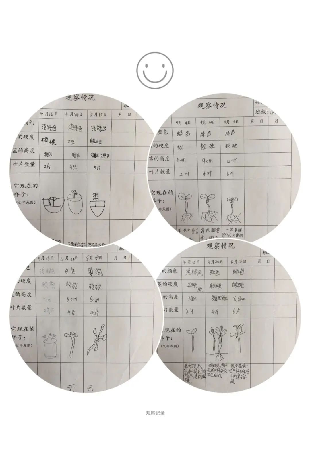 除了有植物生长的的直接观察,有创意的约会过程也是必不可少的,你