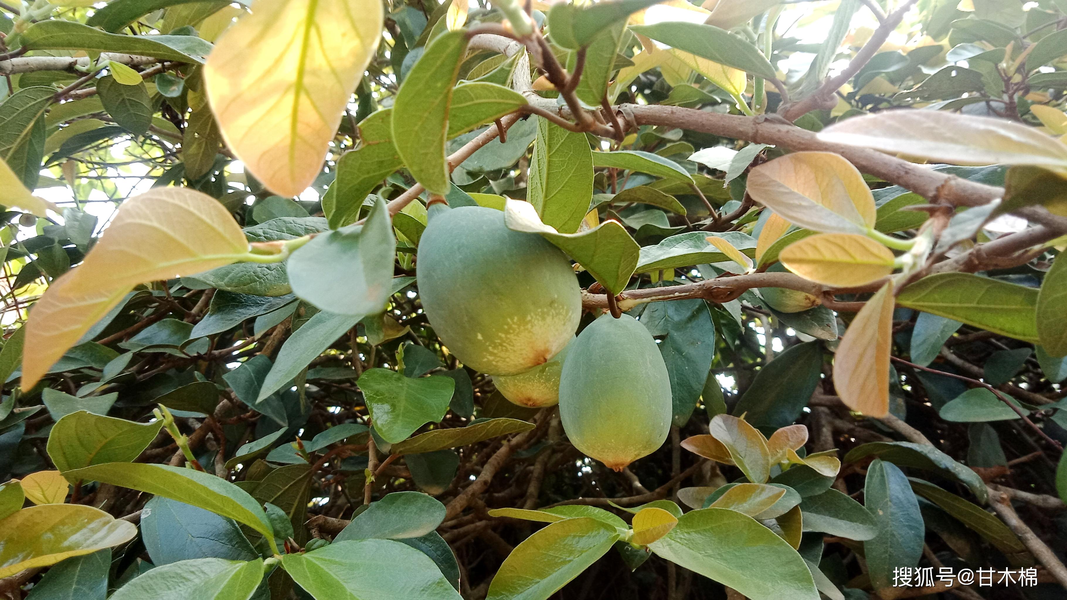 很多朋友都吃过白凉粉,但制作白凉粉的原材料大家都熟悉吗?_果子