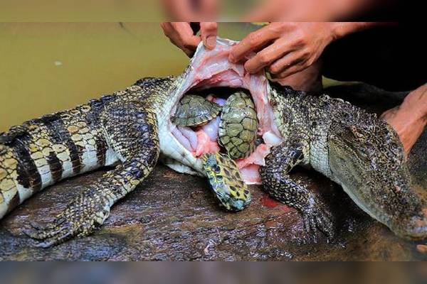 两位小哥抓到一条鳄鱼鳄鱼肚子肿胀异常剖开后竟收获意外惊喜