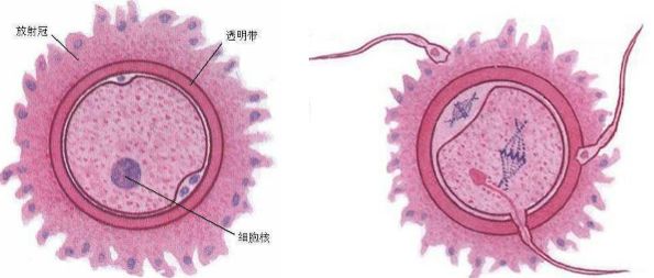 精子在女性体内能存活多久?_卵子