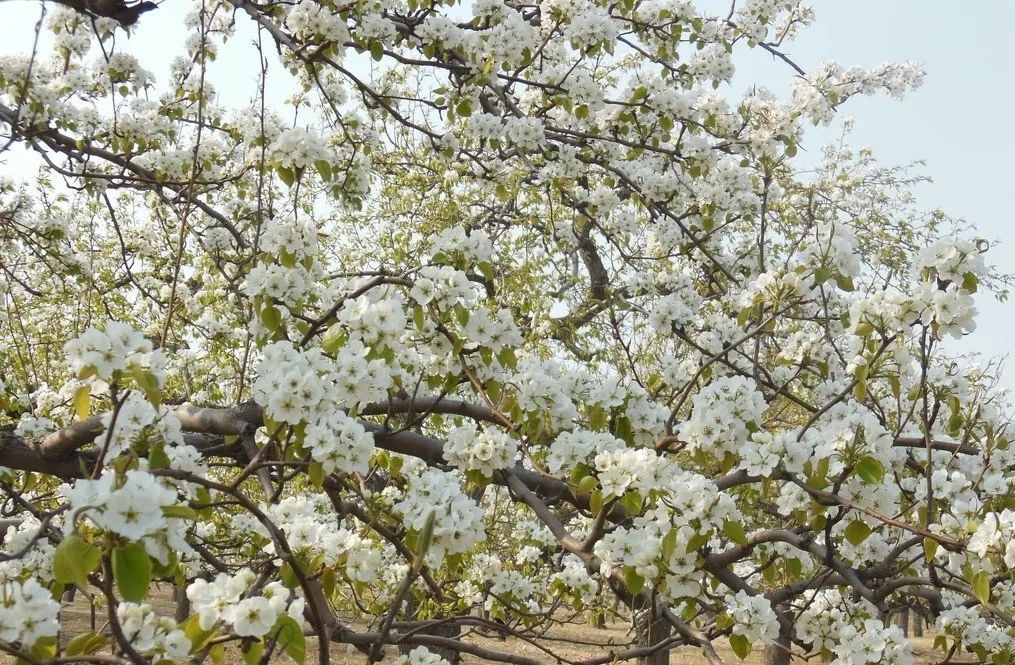 锦瑟花年没有一个春天不会到来
