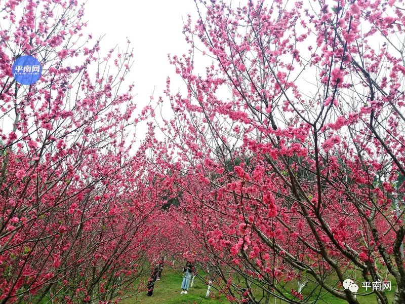 春風十里不如一樹桃花開平南生態公園滿山桃花醉人眼