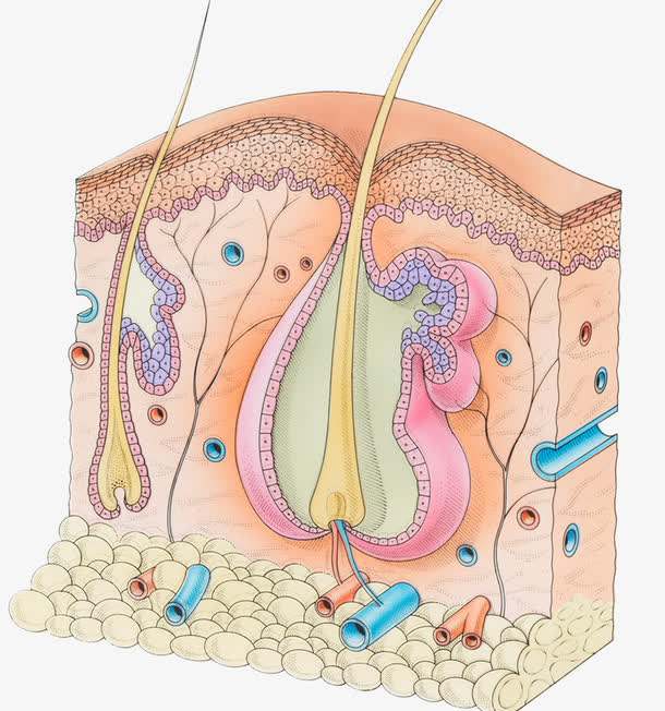 美业赵勤皮肤的细胞结构