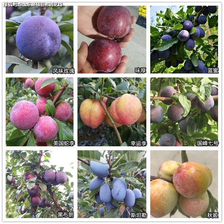 西梅蓝蜜李子苗哪里可以种植西梅蓝蜜李子属于高端的新优良品种种植