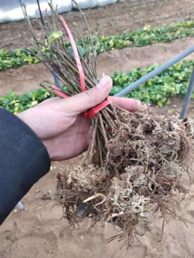 大樱桃半矮化砧木简介zy1