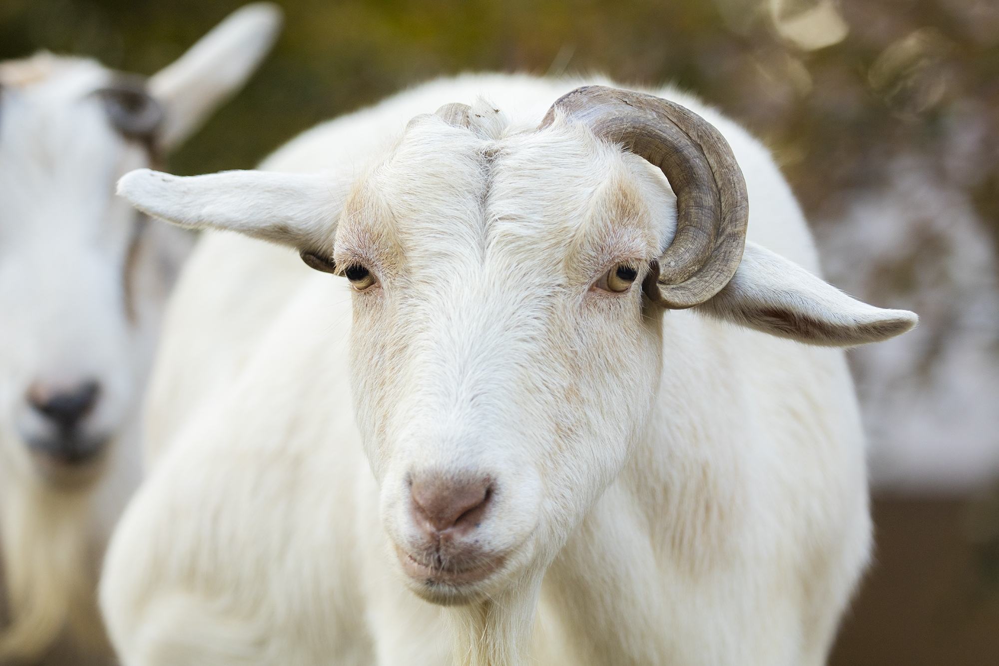 可分为奶用山羊,绒毛用山羊,毛皮用山羊,肉用山羊和兼用山羊(普通地方
