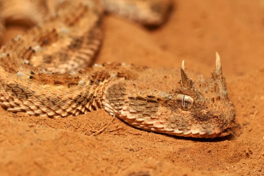 沙漠蝰蛇队图片