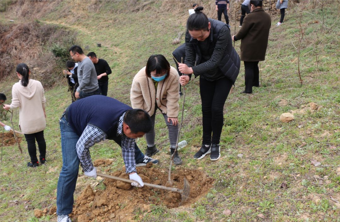 钟宝镇机关支部开展植树绿化党员先行主题党日活动