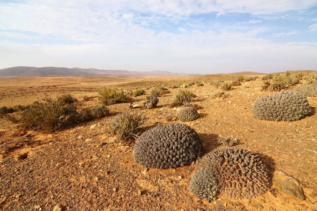 热带沙漠气候植被图片