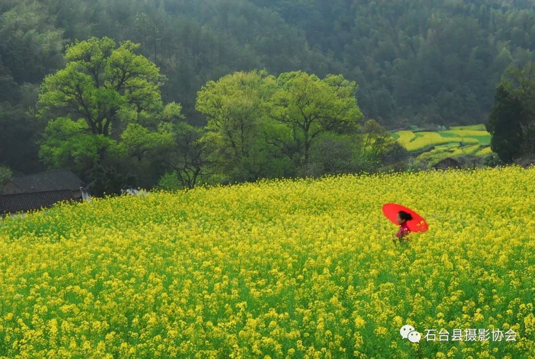 石臺:萬頃沃野吐芳華 山裡山外菜花黃_油菜花