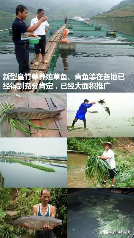 养鱼种什么草好?皇竹草喂草鱼效果好,两种饲喂方法介绍