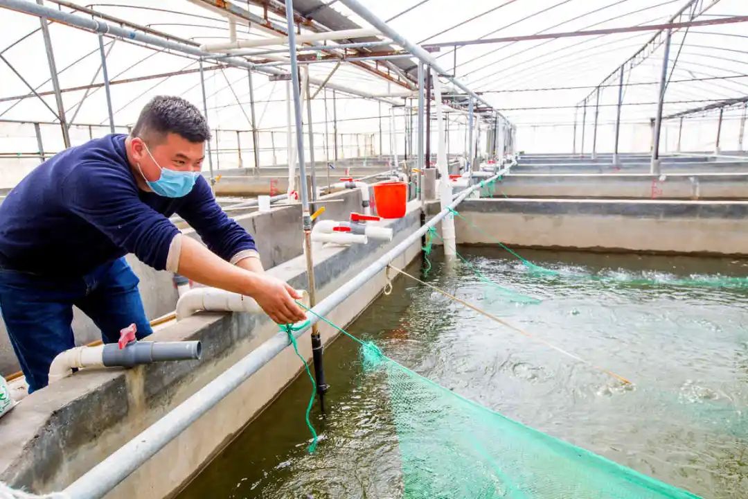 公司占地面积600亩,年产南美白对虾和罗氏沼虾395吨