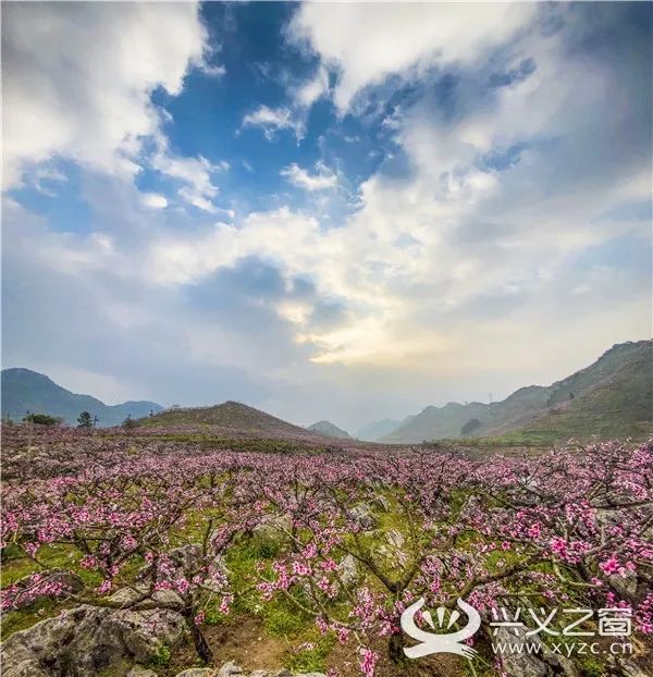 顶效桃花谷万亩桃花盛开我们把春天拍来送给您