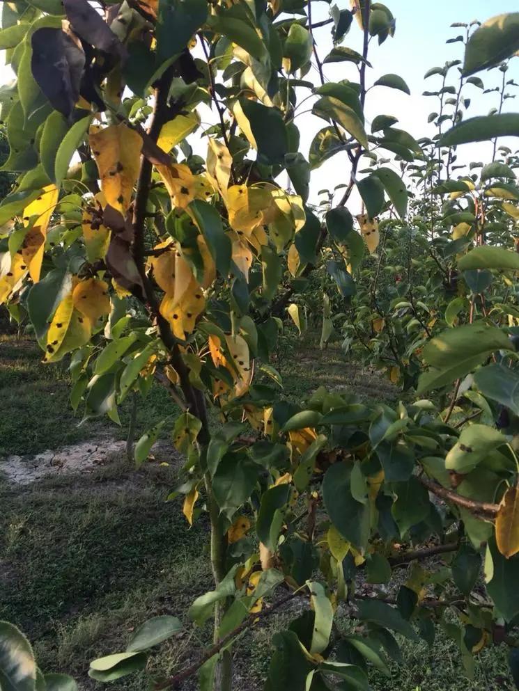 早春梨树病虫害防控要科学