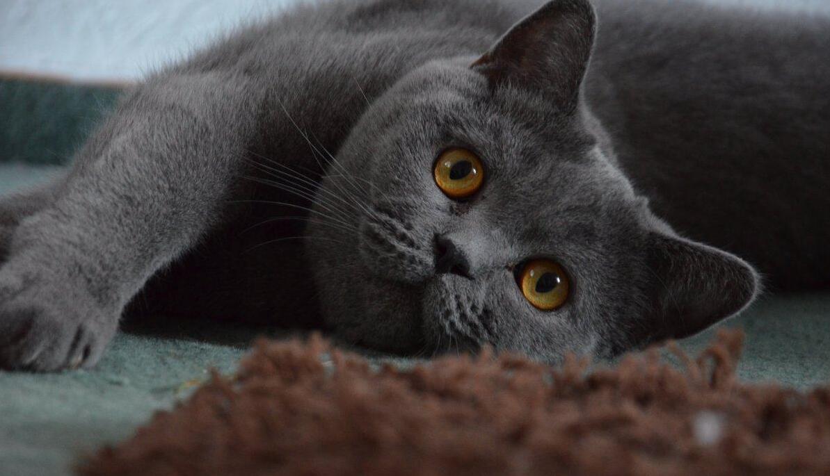 猫咪的一岁等于人类的多少岁