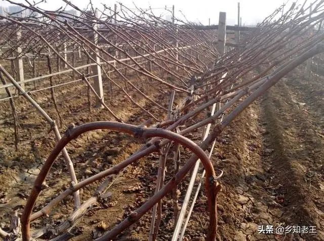 分析葡萄v型架,t型架,篱笆架优劣势,避免建园走弯路!