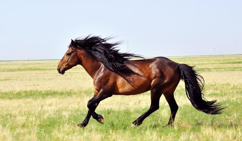 蒙古声音一匹蒙古马的故事让每个蒙古人痛哭
