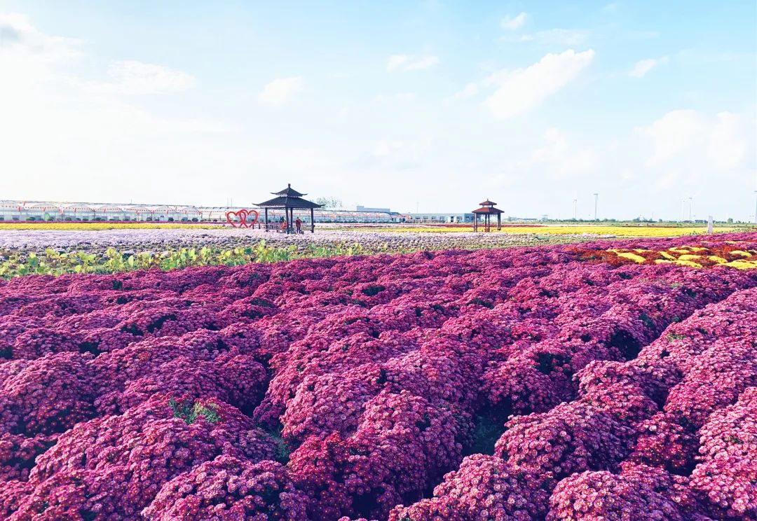 鶴鄉菊海 | 在仙鶴的故鄉,探索農旅融合發展模式的新樣板!_菊花