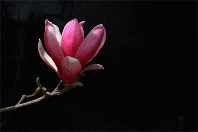 花期预报玉兰花开时我在这等你